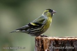 Carduelis spinus