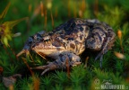 Common Grass Frog