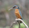 Common Kingfisher