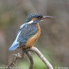 Common Kingfisher