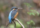 Common Kingfisher