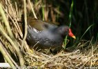 Gallinule poule-d'eau