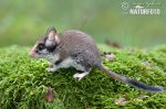 Garden Dormouse