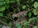 Garden Warbler