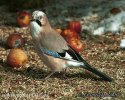 Garrulus glandarius