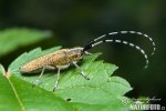 Golden-bloomed Grey Longhorn