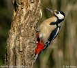 Great Spotted Woodpecker