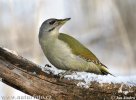 Grey-headed Woodpecker