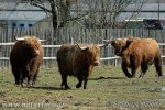 Highland race bovine