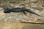 Lézard vivipare