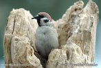 Passer montanus