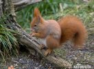 Red Squirrel