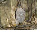 Sparrowhawk