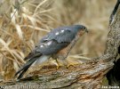 Sparrowhawk