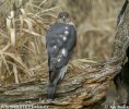 Sparrowhawk