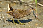 Spotted Crake