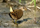 Spotted Crake