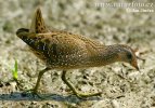 Spotted Crake