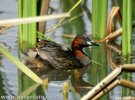 Tachybaptus ruficollis