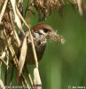 Tree Sparrow