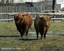 Vaca de las tierras altas