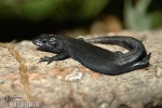 Viviparous Lizard