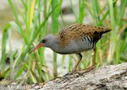 Water Rail