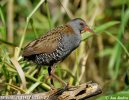 Water Rail