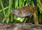 Water Rail