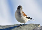 White-winged Snowfinch