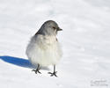 White-winged Snowfinch