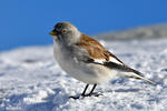 White-winged Snowfinch