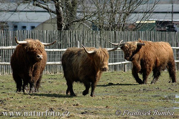 Vaca de las tierras altas