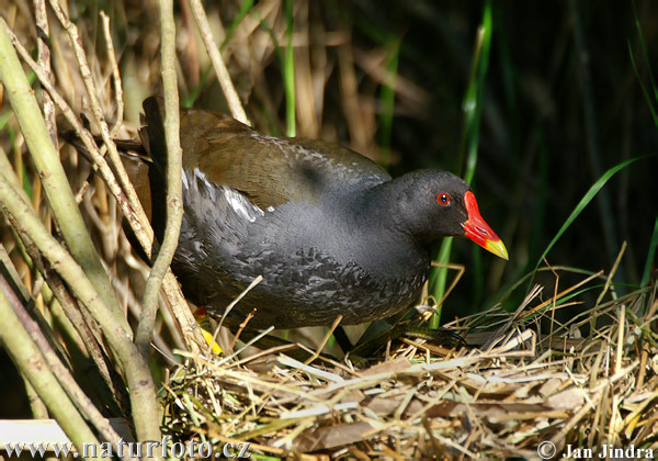 Verdkrura galinolo