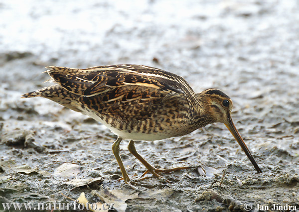 Watersnip