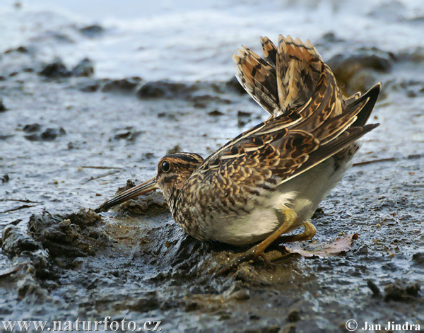 Watersnip