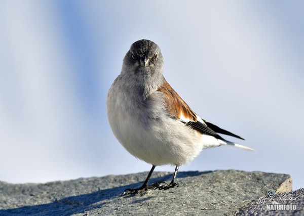 White-winged Snowfinch (Montifringilla nivalis)