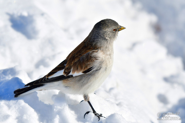 White-winged Snowfinch (Montifringilla nivalis)