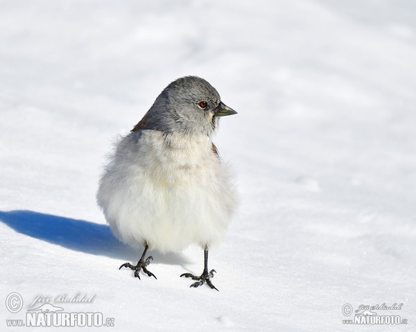 White-winged Snowfinch (Montifringilla nivalis)