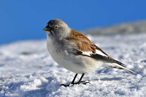 White-winged Snowfinch (Montifringilla nivalis)