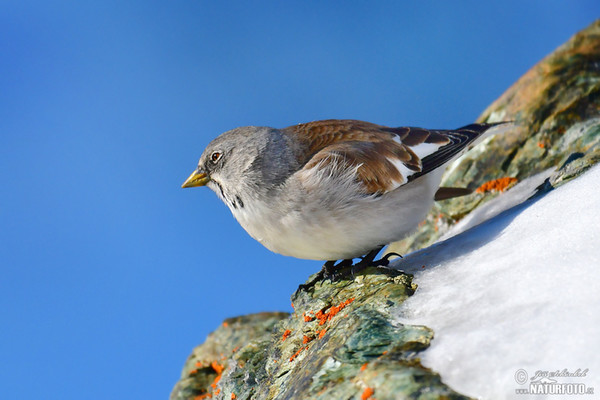 White-winged Snowfinch (Montifringilla nivalis)