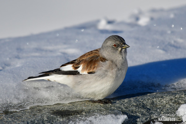 White-winged Snowfinch (Montifringilla nivalis)