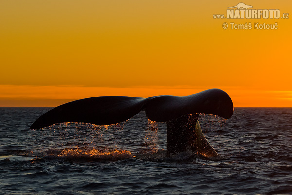 Южный гладкий кит