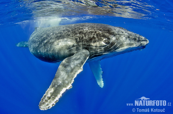 نهنگ گوژپشت