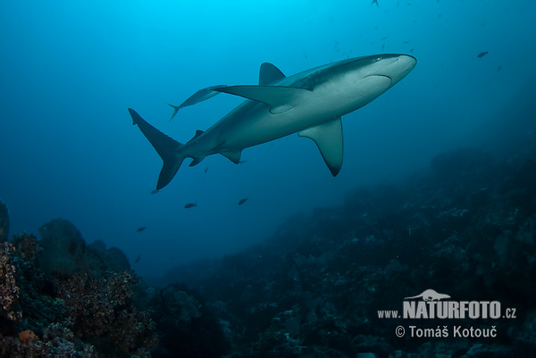 Галапагоска акула