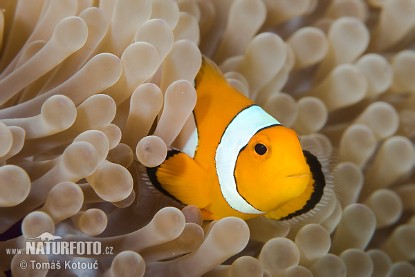 Amphiprion sp.