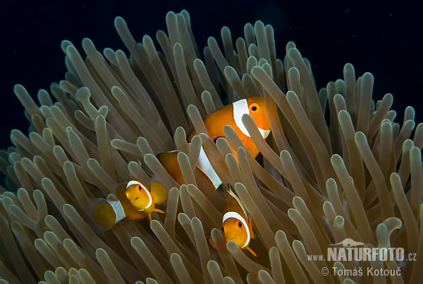 Amphiprion sp.