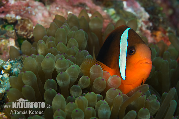 Amphiprion sp.