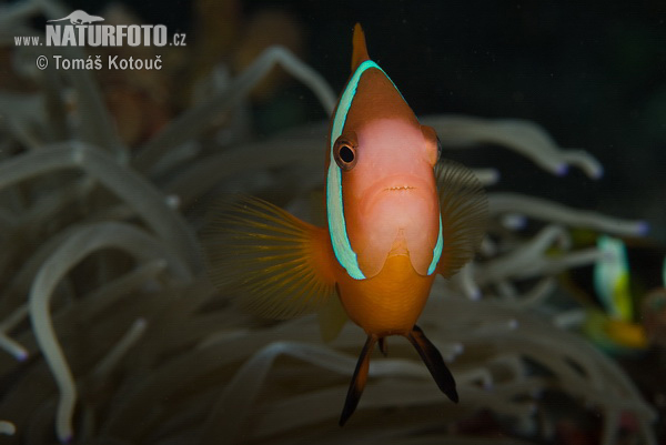 Amphiprion sp.