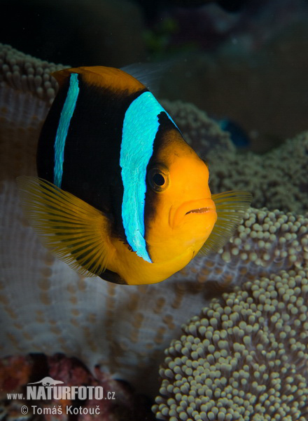 Amphiprion sp.